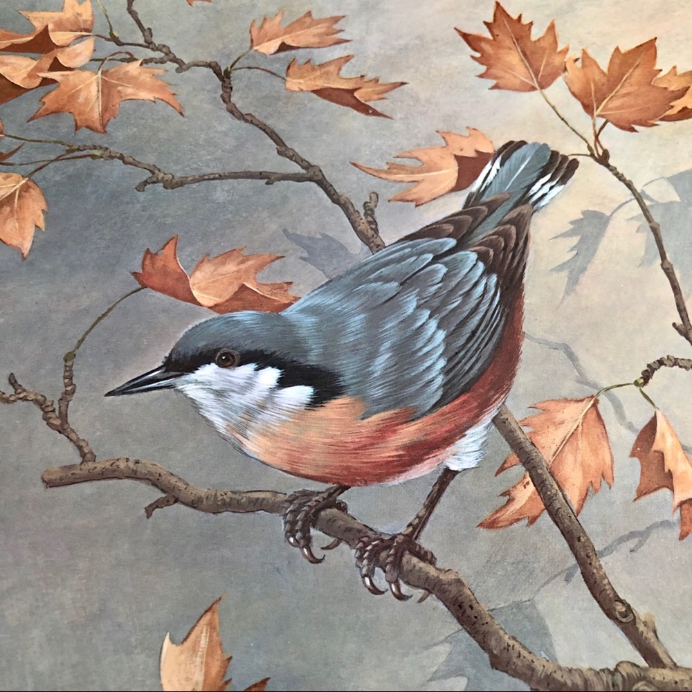 Mid Size Print - Nuthatch Bird & Autumn Leaves